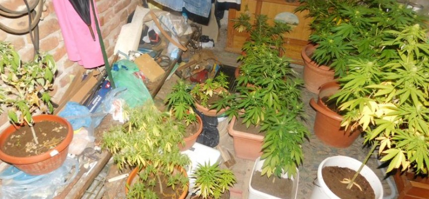 Полицията разкри наркооранжерия в Козарско