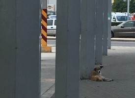 Бездомни кучета лаят и плашат пътниците на Автогарата