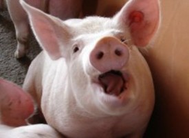 Стрелча: „Всичките прасета на мезета…“, шегичка, проверяват ги ветеринарите