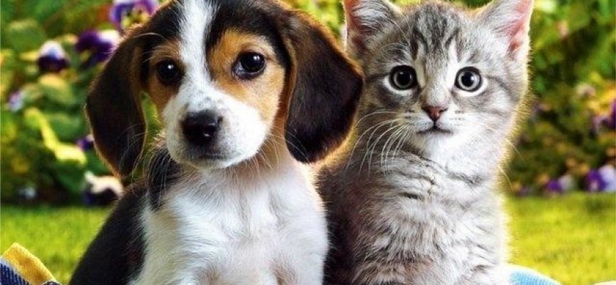 Приложна психология: Котка или куче е домашният ви любимец? Ето какво разкрива това за характера ви