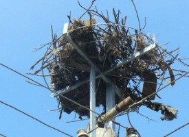 През 2018 г.: Електроразпределение Юг монтира 166 нови платформи за щъркелови гнезда