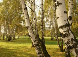 Истории за дърветата: Защо руснаците не искат брези в двора си?