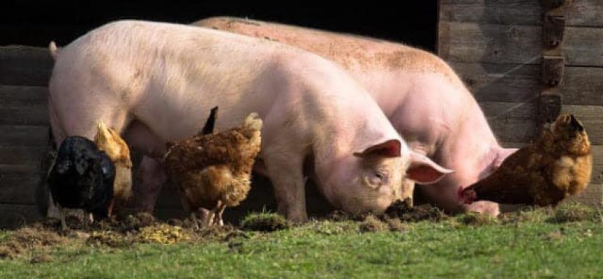 УТРЕ: Полиция и ветеринарни инспектори тръгват на проверки за прасета