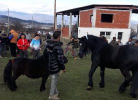 Днес: Кушии се проведоха и в Ракитово, ето кои са победителите