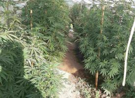 Прокуратурата наблюдава досъдебното срещу собствениците на марихуанената плантация