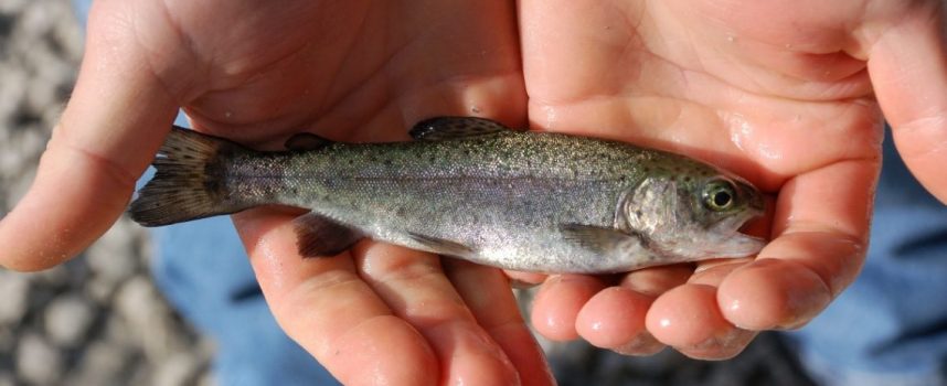 „Биовет“ АД ще дари 30 000 рибки за Стара река