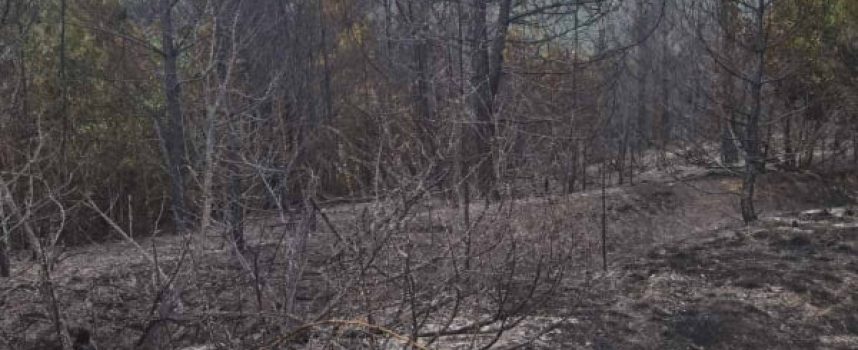 Спират пожара край Велинград с просека в гората