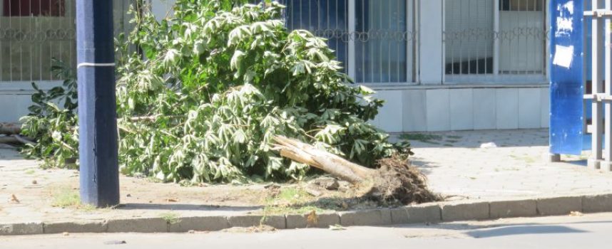 В Пазарджик и областта: Начинаещи шофьори бутат дървета и стълбове