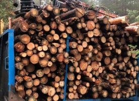 Незаконно добита строителна дървесина е открита в цех в Ракитово