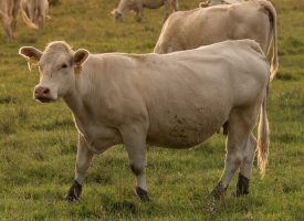Умъртвиха 55 говеда в Дебръщица заради туберкулоза