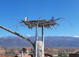 Електроразпределение Юг монтира 158 нови платформи за щъркелови гнезда по стълбове от електроразпределителната мрежа