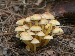 30отровна пънчушка