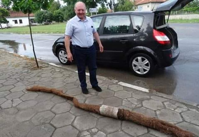 01лисича опашка