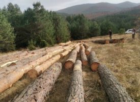 Отново нарушения с незаконно добита дървесина в Батак