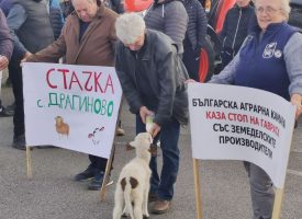 Зърнарите подкрепиха протеста с агънца и овце, не отстъпват от исканията си