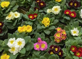 На 20 април: За поредна година Община Пазарджик организира „Цветя за смет“