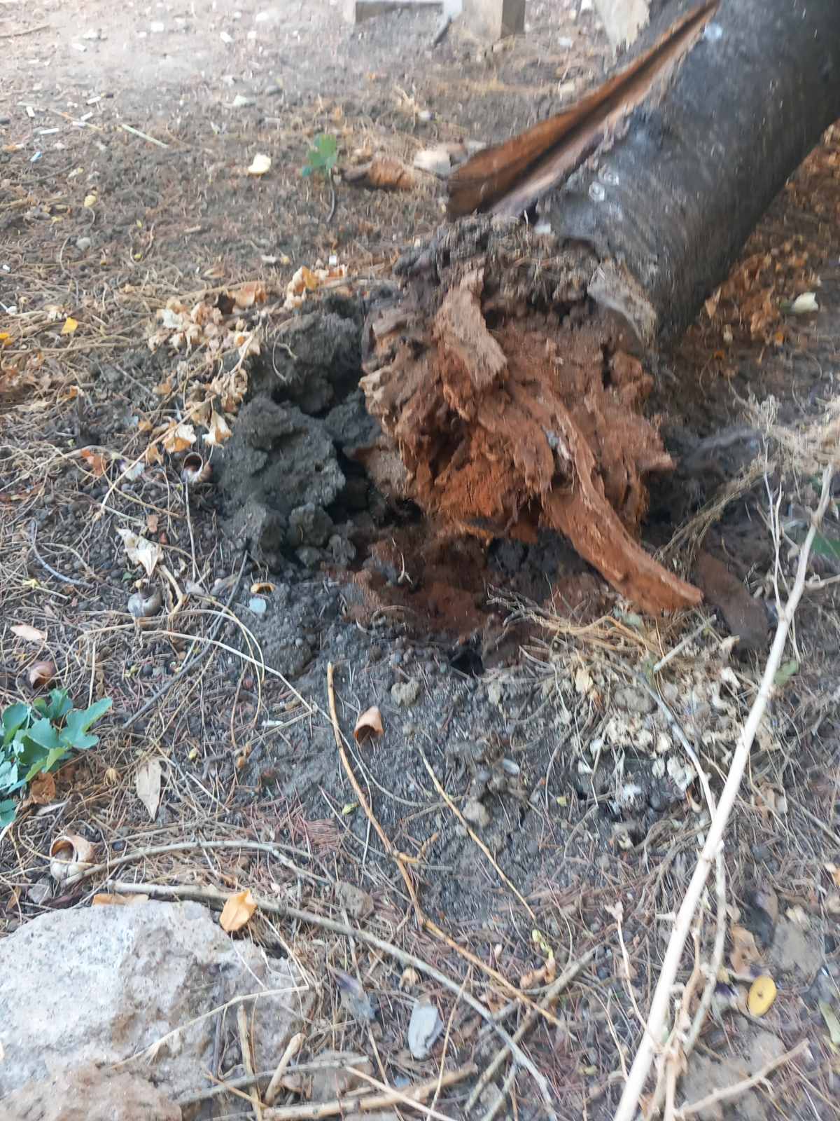 Санитарно отстраняване на изсъхнали дървета от Стадиона