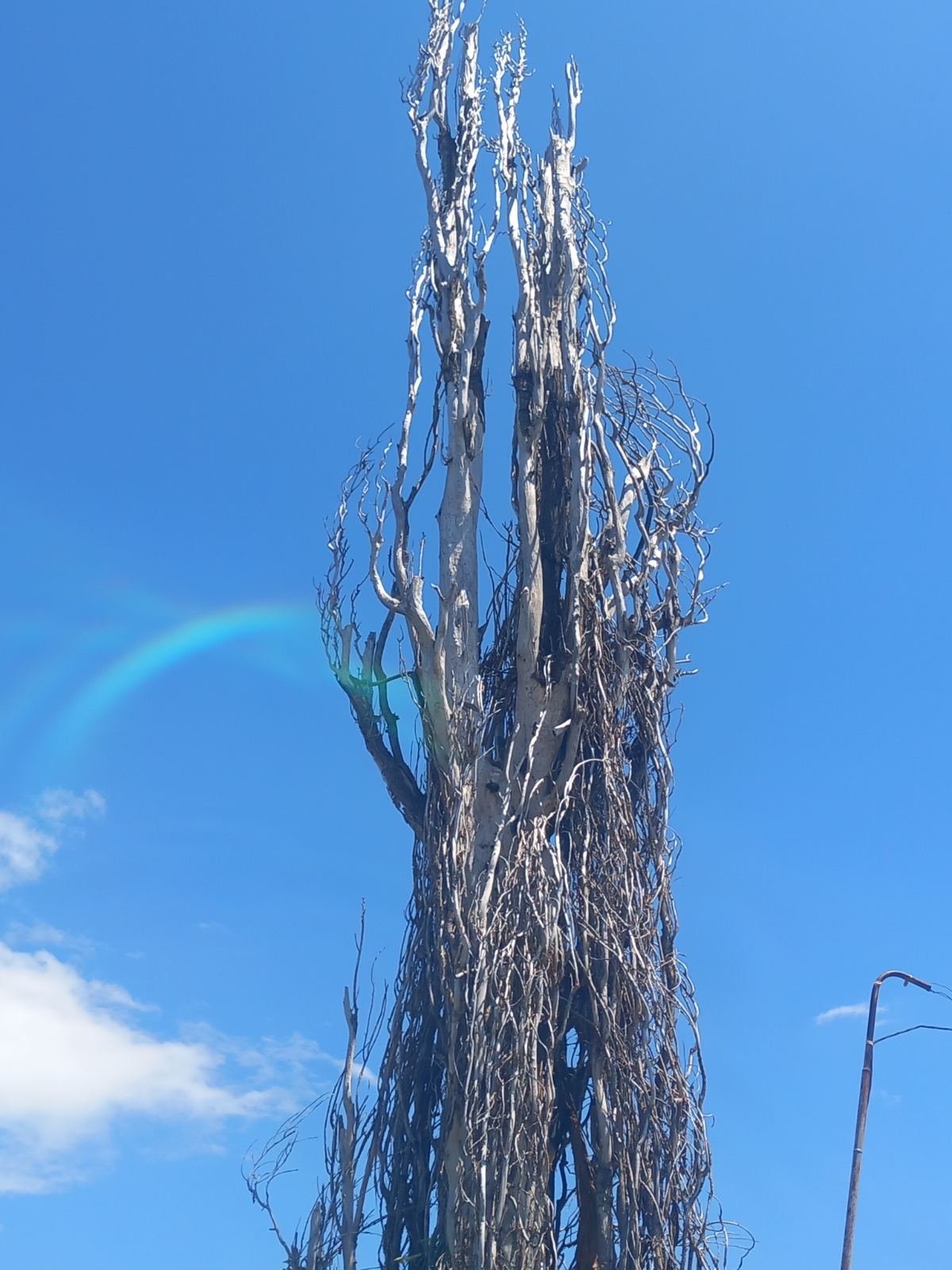 Санитарно отстраняване на изсъхнали дървета от Стадиона2