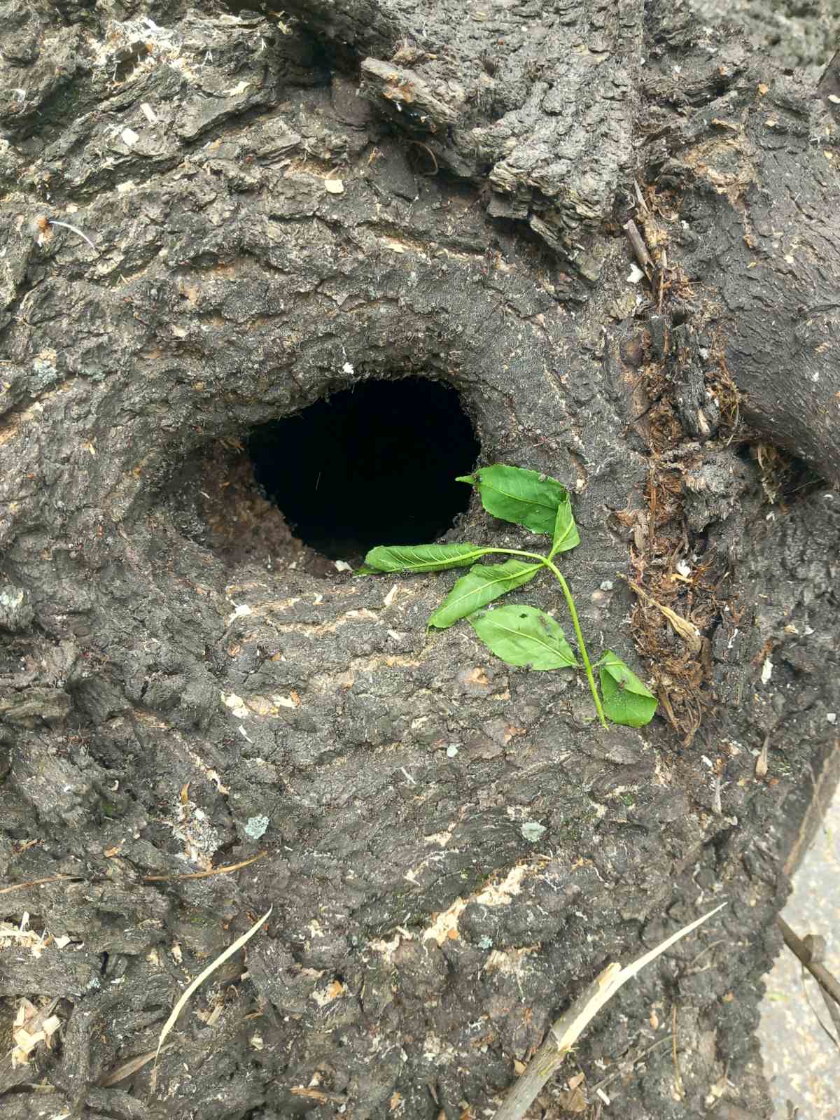 Санитарно отстраняване на изсъхнали дървета от Стадиона3