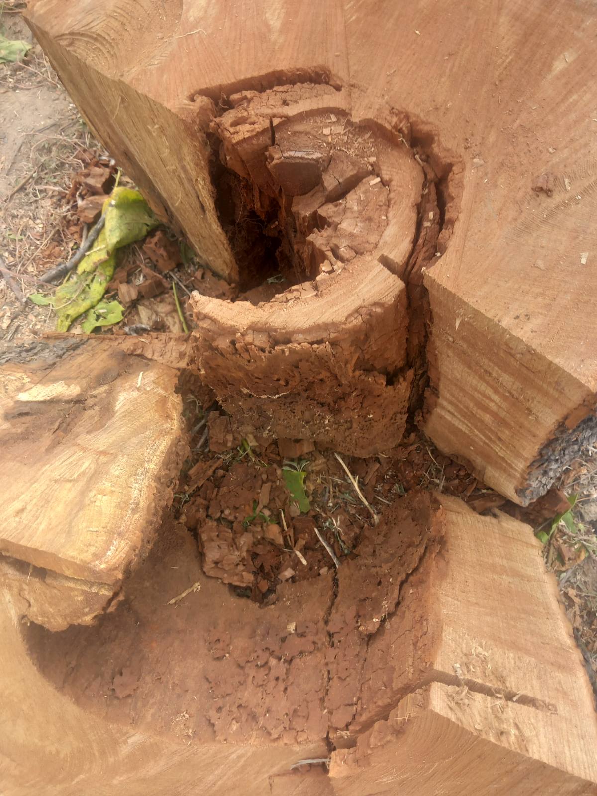 Санитарно отстраняване на изсъхнали дървета от Стадиона4